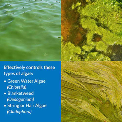Picture of API POND ALGAEFIX Algae Control 8-Ounce Bottle