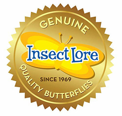 Picture of Insect Lore - BH Butterfly Growing Kit - With Voucher to Redeem Caterpillars Later
