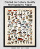 Picture of Vintage Mushroom Poster Print - (11x14) Unframed Photo For Home, Office, Dorm & Bedroom Decor - Great Gift Idea Under $15 for Botanical Prints Wall Art Enthusiasts