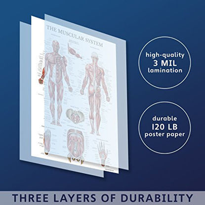 Picture of 10 Pack - Anatomical Poster Set - Laminated - Muscular, Skeletal, Digestive, Respiratory, Circulatory, Endocrine, Lymphatic, Male & Female Reproductive, Nervous System, Anatomy Chart Set - 18" x 27"