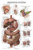 Picture of 10 Pack - Anatomical Poster Set - Laminated - Muscular, Skeletal, Digestive, Respiratory, Circulatory, Endocrine, Lymphatic, Male & Female Reproductive, Nervous System, Anatomy Chart Set - 18" x 27"