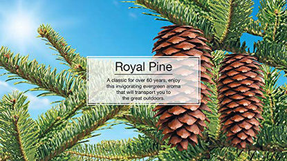 Picture of LITTLE TREES Car Air Freshener I Hanging Tree Provides Long Lasting Scent for Auto or Home I Royal Pine, 24 count, (4) 6-packs