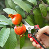 Picture of WYF Pruning Scissors, Professional Garden Shears - Straight Stainless Steel Blades - Sharp Gardening Hand Pruner for Garden Harvesting Fruits, Vegetables, Trimming Flowers and Plants, 8.1IN(Red)