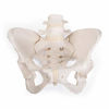 Picture of 3B Scientific GmbH 1019864 Flexible Female Pelvis Model