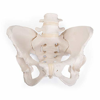 Picture of 3B Scientific GmbH 1019864 Flexible Female Pelvis Model