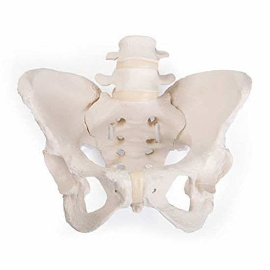 Picture of 3B Scientific GmbH 1019864 Flexible Female Pelvis Model