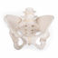 Picture of 3B Scientific GmbH 1019864 Flexible Female Pelvis Model