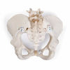 Picture of 3B Scientific GmbH 1019864 Flexible Female Pelvis Model