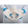 Picture of 3B Scientific GmbH 1019864 Flexible Female Pelvis Model