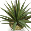 Picture of TUOKORGREEN Small Artificial Plants in Ceramic Pots, Faux Greenery 2 pcs Set 3.5" x 6.7"D x H