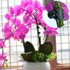 Picture of baotongle 100 pcs Plant Clips, Orchid Clips Plant Orchid Support Clips Flower and Vine Clips for Supporting Stems Vines Grow Upright Dark Green