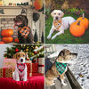 Picture of 4 Pack Plaid Holiday Dog Bandana  Halloween Thanksgivng Christmas Dog Bandana Scarf Triangle Bibs Kerchief Christmas Thanksgivng Halloween Bandana for Small Medium Large Dogs Pets