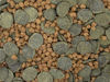 Picture of Micro Mix - Sinking Blended Diet for Snails, Shrimp & Bottom Feeding Fish (1.5 oz (42.5g))