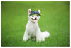 Picture of Leconpet Baseball Caps Hats with Neck Strap Adjustable Comfortable Ear Holes for Small Medium and Large Dogs in Ourdoor Sun Protection (S, Blue Jeans)