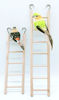 Picture of 2pcs Wooden Ladder for Bird Parrot Ladder Climbing Toy Birdie Basics (5 Step & 7 Step)