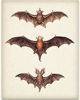 Picture of Vintage Bat Painting - 11x14 Unframed Art Print - Great Biology Lab Decor and Gift for Students, Teachers and Biologists Under $15