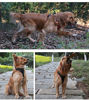 Picture of JUXZH Soft Front Dog Harness .Best Reflective No Pull Harness with Handle and 2 Leash Attachments