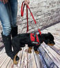 Picture of Activedogs Service Dog Vest Harness + Free Clip-on Bridge Handle + Free Clip-on ID Carrier + Free ADA Cards + Free Reflective Service Dog Patches (XL (Girth 29-40), Red)