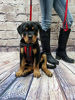 Picture of Activedogs Service Dog Vest Harness + Free Clip-on Bridge Handle + Free Clip-on ID Carrier + Free ADA Cards + Free Reflective Service Dog Patches (XL (Girth 29-40), Red)