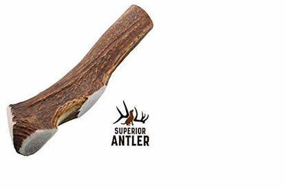 Picture of 1-GIANT-JUMBO Whole Elk Antler for Dogs -XXXL All Natural premium Grade A. Antler Chew. Naturally Shed, Hand-picked, and made in the USA. NO ODOR, NO MESS. GUARANTEED SATISFACTION. For dogs 60-90+ Lbs