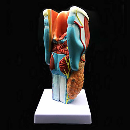 Picture of 2X Enlarged Human Throat Model, Anatomically Accurate Throat Model Human Throat Anatomy for Science Classroom Study Display Teaching Medical Model
