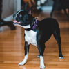 Picture of Martingale Dog Collars - Adjustable Reflective Dog Training Collar with Quick Release Buckle for Small Medium Large Dogs.