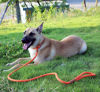 Picture of lynxking Dog Leash Slip Rope Lead Leash Strong Heavy Duty Braided Rope No Pull Training Lead Leashes for Medium Large and Small Dogs