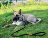 Picture of lynxking Dog Leash Slip Rope Lead Leash Strong Heavy Duty Braided Rope No Pull Training Lead Leashes for Medium Large and Small Dogs
