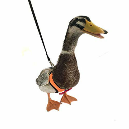 Picture of Yesito Chicken Harness Hen Size with 6-Foot Matching Belt Comfortable, Breathable, Medium Size, Suitable for Chicken, Duck or Goose Suitable for Weight About 3.8-4.8Pounds, Orange (Medium, Orange)