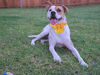 Picture of Maca Bates Dog Collar-12 Solid Colors,Sailor Bow Tie Adjustable Collar with Golden Metal Buckle