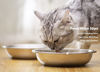 Picture of Lakerwin Stainless Steel Cat Bowls, Whisker Fatigue Relief Cat Food Dish, Metal Shallow Wide Large Replacement Plate for Dog and Pet, Ideal for Raised Elevated Pet Feeding Station Stand