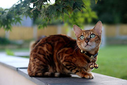 Handcrafted Brass Pet Bell - Extra Loud Cat & Dog Bell To Protect Birds And Wildlife