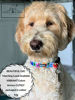 Picture of Lucky Love Dog Collars | Extra Cute Soft Custom Designed Leash for Boy and Girl Dogs | Part of Purchase Donated to Dog Rescue (Lady Bird Leash, Small)