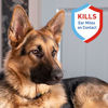 Picture of Adams Ear Mite Treatment