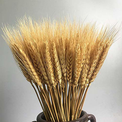 Picture of 100 Stems Dried Wheat Stalks Dried, Natural Ear of Wheat Grain Flowers for Home Dining Table Flower Arrangement Art Wedding Decoration