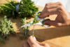Picture of ZYLISS Herb Scissors - Trimming Weeds and Flower Buds 8.5 x 4.2 x 0.4 inches