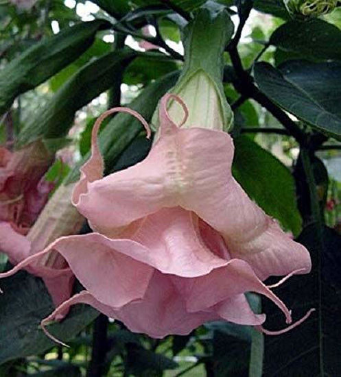 Picture of 10 Double Light Pink Angel Trumpet S-e-e-d F'l?wer F'ragr?nt F'l?wers_N?rcissus's g.a.r.d.e.n