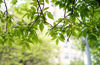 Picture of Rokinon Cine DS DS35M-NEX 35mm T1.5 AS IF UMC Full Frame Cine Wide Angle Lens for Sony E