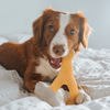 Picture of Benebone Wishbone Durable Dog Chew Toy for Aggressive Chewers, Real Chicken, Made in USA, Medium