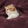 Picture of Bedsure Fleece Blanket Queen Blanket Red Burgundy - Bed Blanket Soft Lightweight Plush Fuzzy Cozy Luxury Microfiber, 90x90 inches