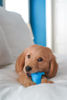 Picture of Nylabone Dental Dinosaur Puppy Chew Toy - Puppy Chew Toy for Teething - Puppy Supplies - Chicken Flavor, Small/Regular (1 Count)