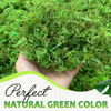 Picture of DUSPRO Green Moss for Crafts Decorative Moss Filler for planters Moss Decor Artificial for Table Centerpieces Wedding Christmas Fairy Party Decor, Faux Moss for Indoor Planters, DIY Project, 2 oz