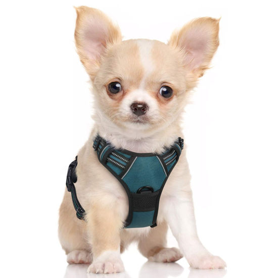 Harness for small dogs that pull sale