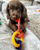 Picture of Nylabone Puppy Chew Keys Toy - Puppy Chew Toys for Teething - Puppy Supplies - Bacon Flavor, Medium/Wolf (1 Count)