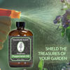 Picture of Essentially KateS Peppermint Essential Oil 4 Fl. Oz - Mentha Piperita - 100% Pure Natural