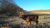 Picture of Muddy - Mitigator Cellular Camera / 24Mp / On-Demand Photo/Dual Network (MUD-MTGTR)