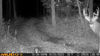 Picture of Muddy - Mitigator Cellular Camera / 24Mp / On-Demand Photo/Dual Network (MUD-MTGTR)