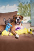 Picture of Multipet International Original Loofa Dog Mini 6-Inch Dog Toy (Assorted colors)