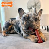 Picture of Nylabone Power Chew Classic Bone Chew Toy for Dogs, Durable Dog Toys for Aggressive Chewers, Basted Blast Bacon & Steak Flavor, Medium/Wolf (1 Count)