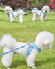 Picture of Petank Dog Harness for Small Medium Dogs No Pull, Puppy Harness and Leash Set, Easy Walk Dog Harness for Walking, Running, Training, Small Dog Harness, Medium Dog Harness (Bule, XXS)